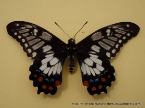 Dainty Swallowtail (Papilio anactus) upper wing