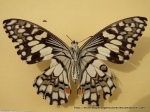 Chequered Swallowtail (Papilio demoleus) underwing