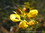 Pin-tail beetle Bulbine Lily