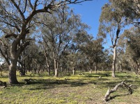 Mature remnant Grey Box habitat, home to Grey-crowned Babblers
